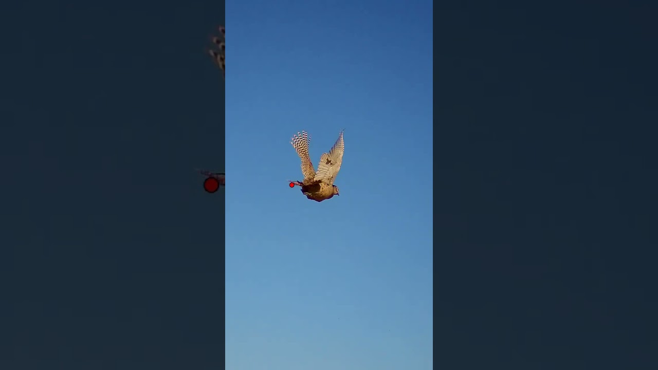 Hen pheasant on the ShotKam! #shotsvideo #shortvideo #hunting #pheasant #shorts #short #viralshorts