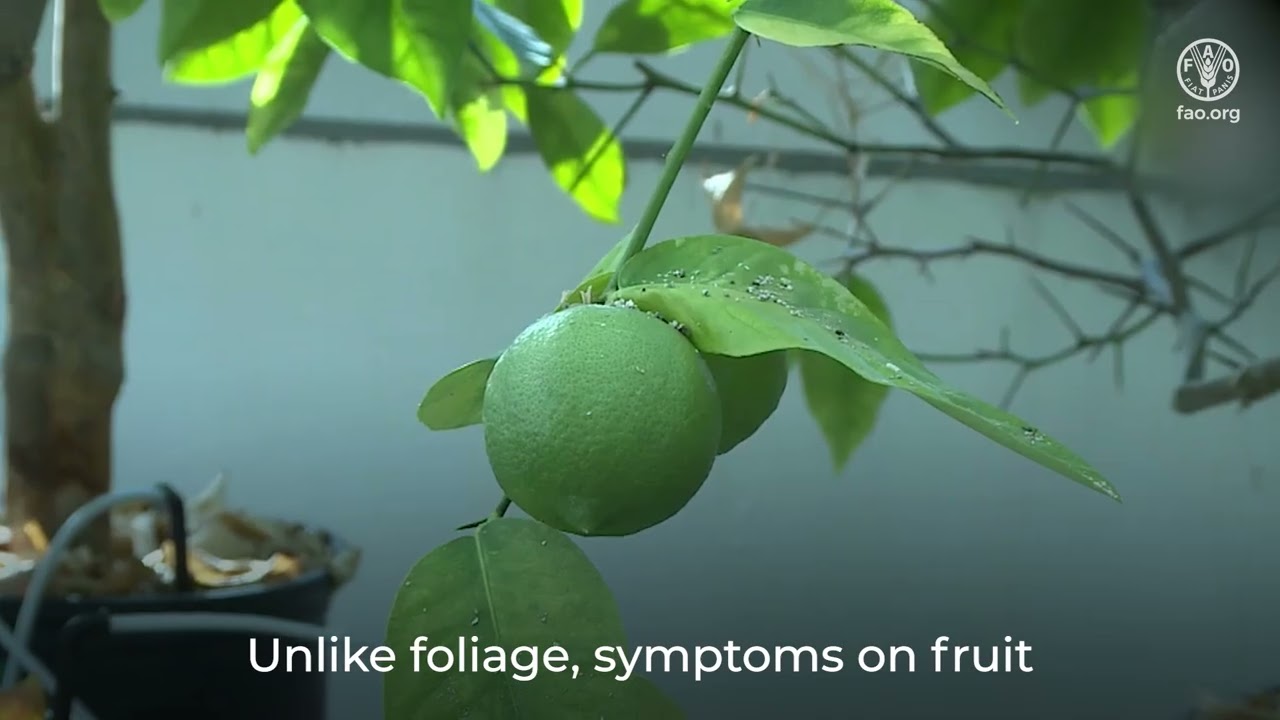 Африканская фитосанитарная программа: Обзор руководства по проведению обследований: Candidatus li...