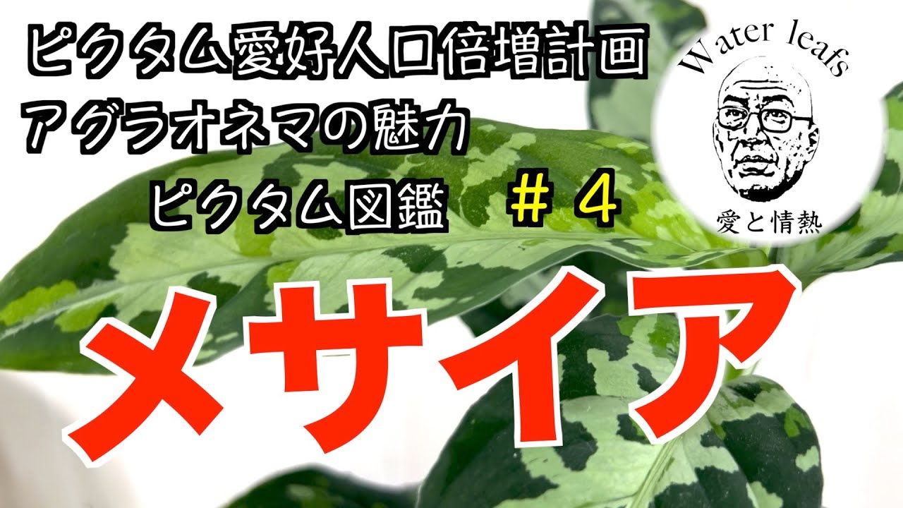 【アグラオネマ図鑑#４】アグラオネマ・ピクタム・メサイア！