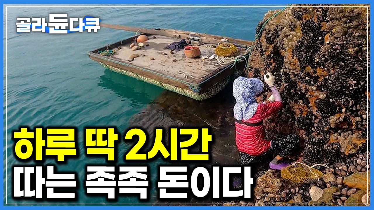 속도가 생명! 1년에 딱 26일. 하루 2시간만 딸 수 있는 귀한 해산물｜제철 맞아 살 꽉 찬 자연산 홍합 채취 현장｜극한직업｜#골라듄다큐