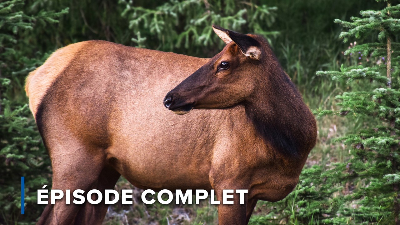 Comment l'eau façonne la vie en montagne | Rocheuses sauvages 103