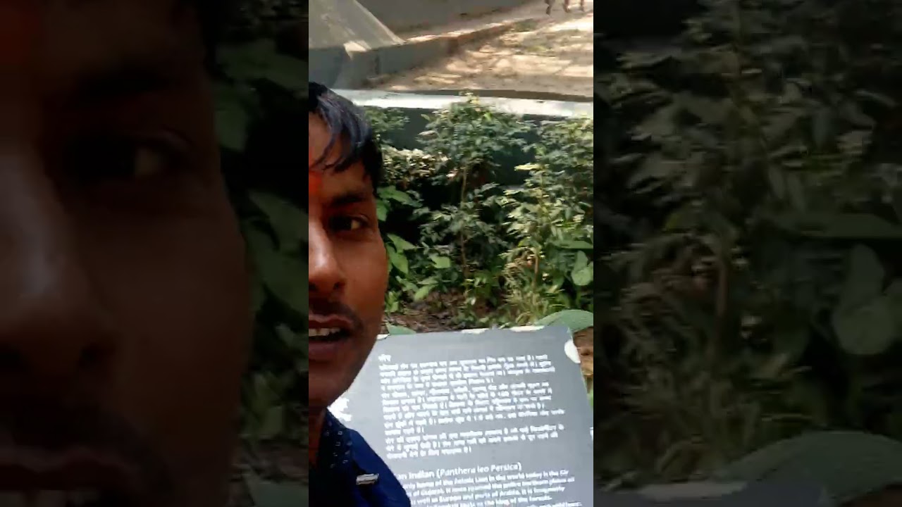 देखिए दोस्तों भूखी शेरनी का वीडियो