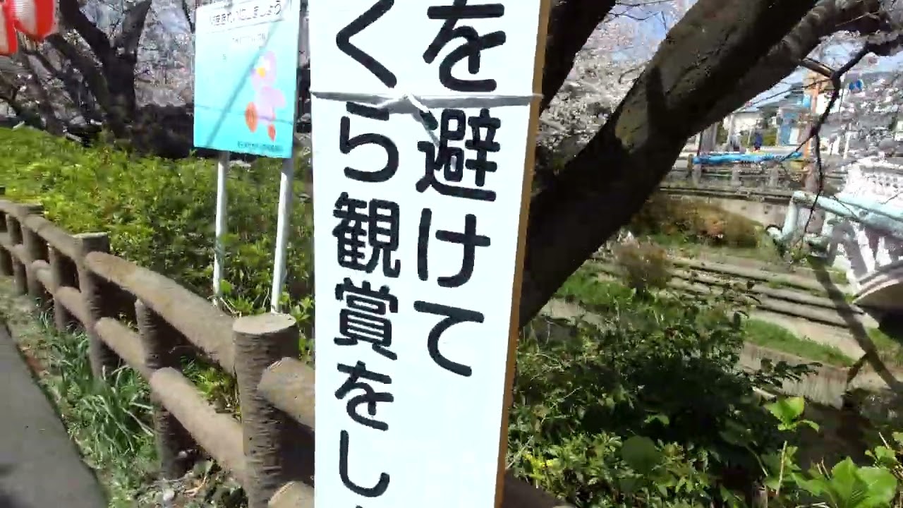 Cherry Blossoms - Motoara River ( Saitama Japan )