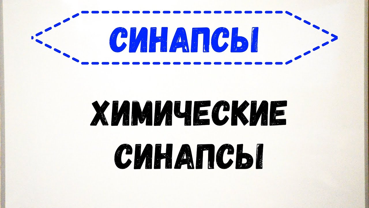 Синапсы. Общая физиология химических синапсов. (ПОЛНОЕ ВИДЕО ПО ССЫЛКЕ В ШАПКЕ ПРОФИЛЯ)