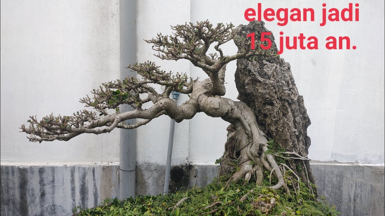 Elegan siap kontes murah