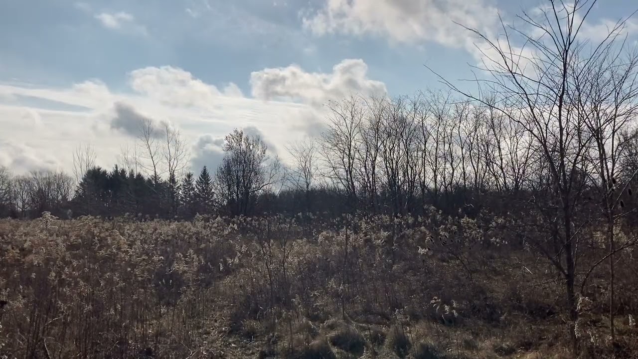 Calming Grassland Ambience for Sleep & Relaxation (Nature ASMR)