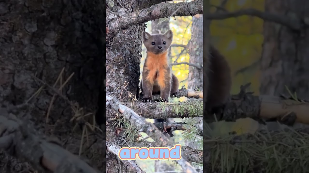Rare Pine Marten Encounter Caught on Film 