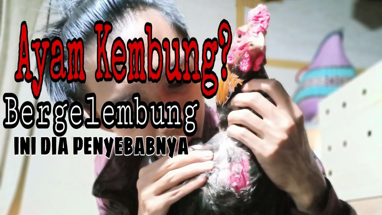 MENGOBATI AYAM KEMBUNG | GELEMBUNG UDARA PADA AYAM