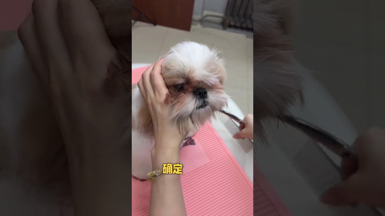 粉丝家西施犬上次美容被剪坏，这次专门留毛2个月来找我改造，附带西施犬修剪要点喔