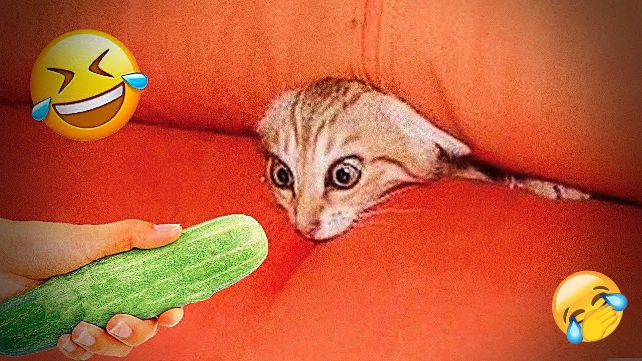 Try Not To Laugh 🎨 Funniest Cats & Dogs | Funny Animals