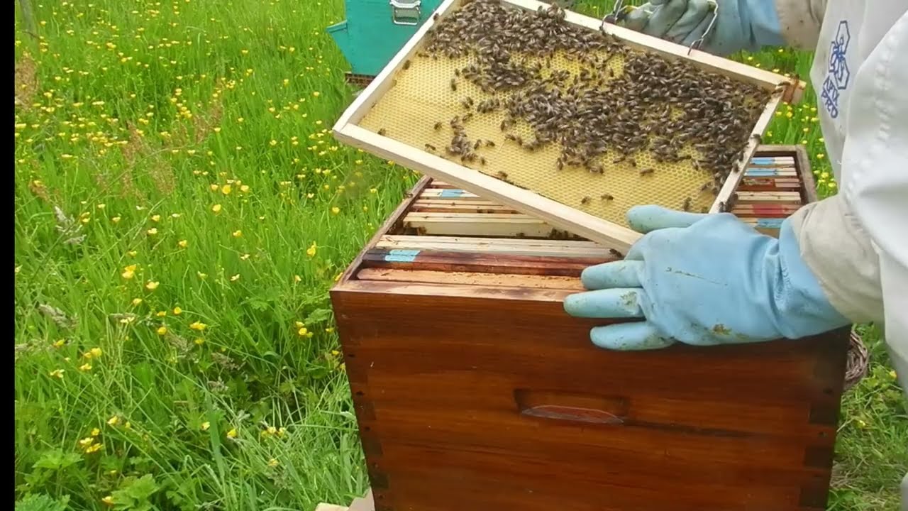 le plaisir de reproduire ses colonies d'abeilles de façon naturelle vérification des jeunes essaims