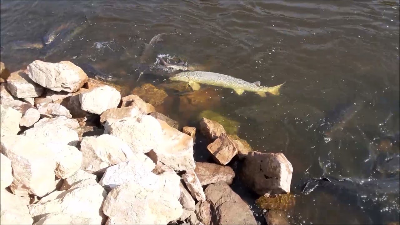 Wolf River sturgeon run