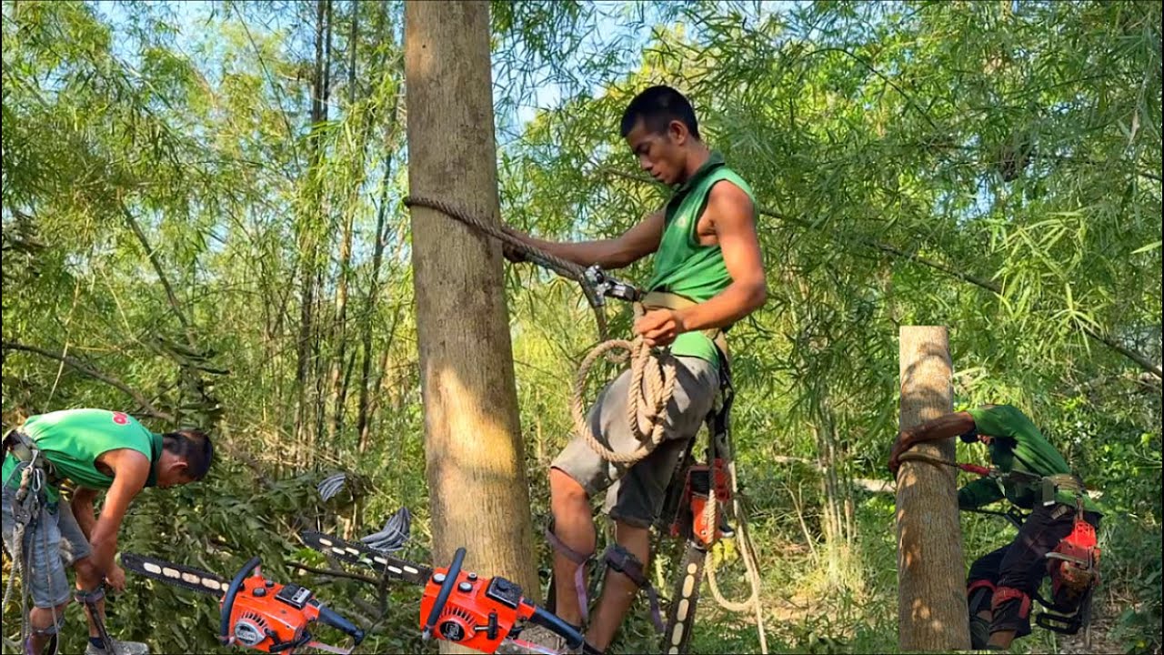 cậu bẩy thợ cưa leo hạ nhiều cây sầu đâu rừng cây khá cao # Bangcuacay