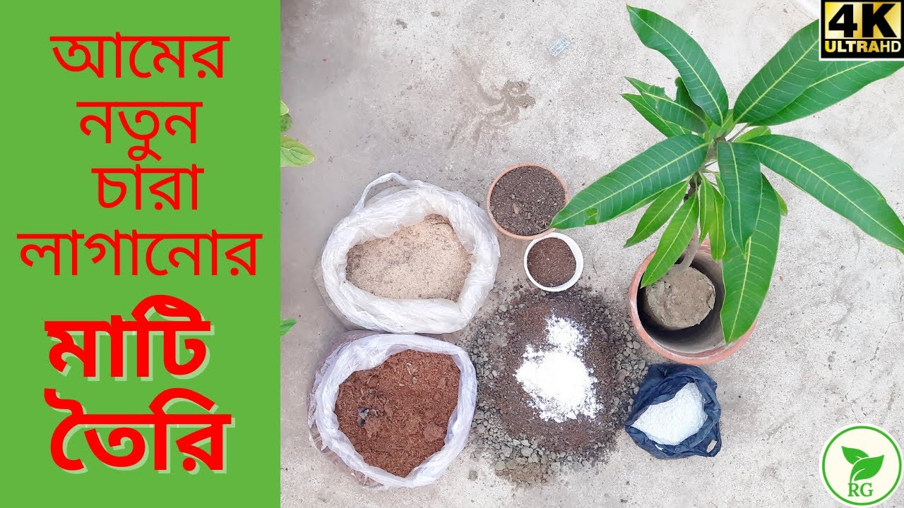 পাতা পুড়ে মারা যাচ্ছে আম গাছ? চারা বসানোর সময় ২টি বিষয়ে ভুল করবেন না। Care of Mango Tree Planting