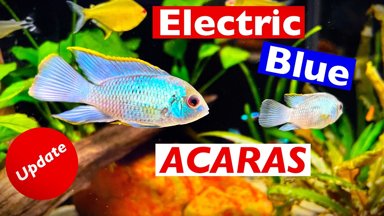 ELECTRIC BLUE ACARAS *A Full Fish Room Update!*