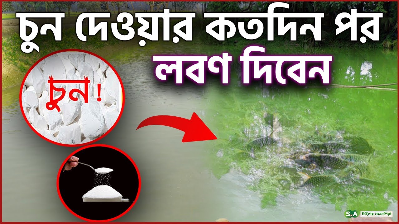 পুকুরে চুন দেওয়ার কতদিন পর লবণ দিবেন || Shakib AGRO || পুকুরে কেন চুন প্রয়োগ করবেন
