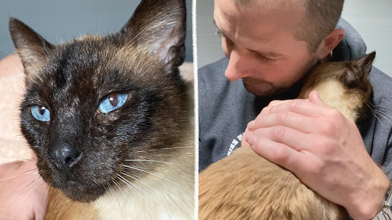 Abandoned Siamese Polydactyl Cat Has Paws as Big as His Heart!