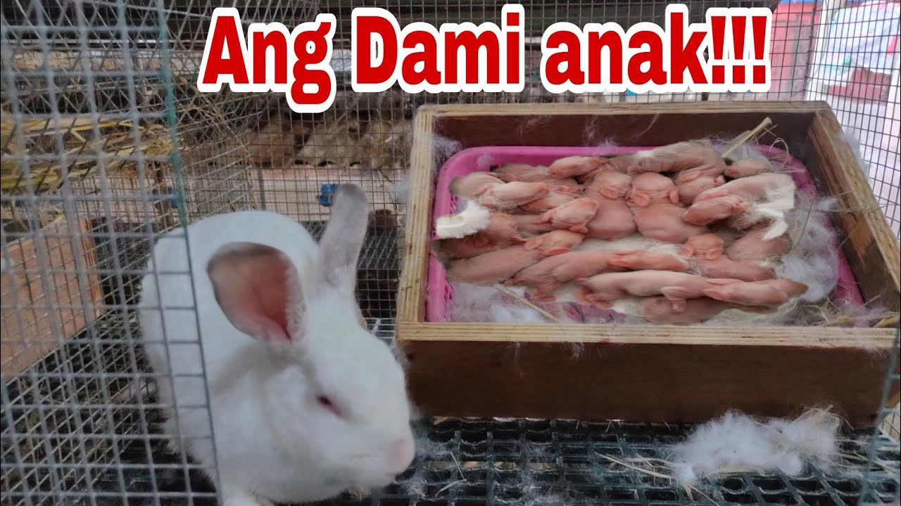 ANG DAMI ANAK NG CALIFORNIAN 🐇