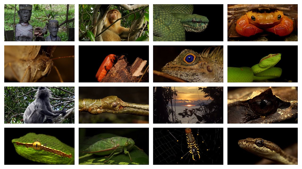 Mystical Borneo 4K: A  journey through Santubong National Park: Sarawak, Kuching, Borneo
