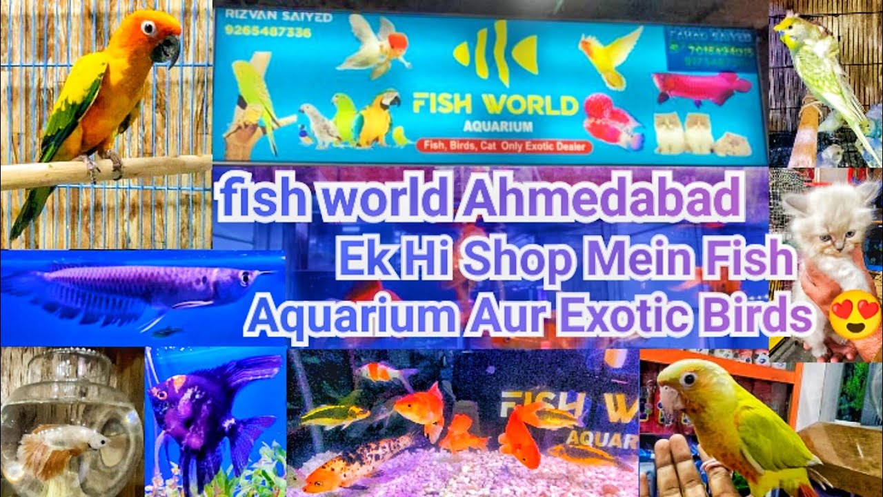 🦜🐠 Exotic Birds + Amazing Aquarium Fishes | Fish World Shop Visit Ahmedabad | Ahmedabad pet shop 