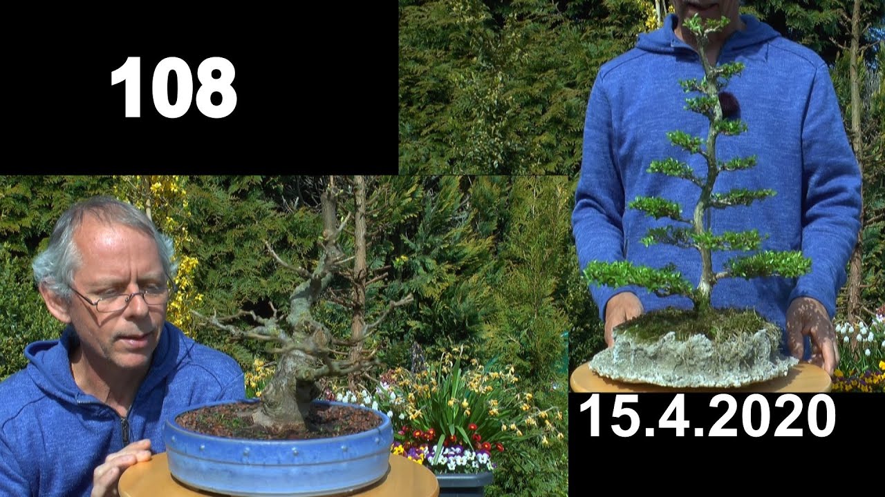 Bergahorn Bonsai Finale zwei. Neue Schale und Bonsai Style, Schnitt Lonicera