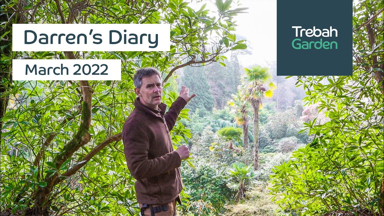 Rhododendron Valley, Interesting Foliage & The Walled Garden Begins | March 2022 | Darren's Diary