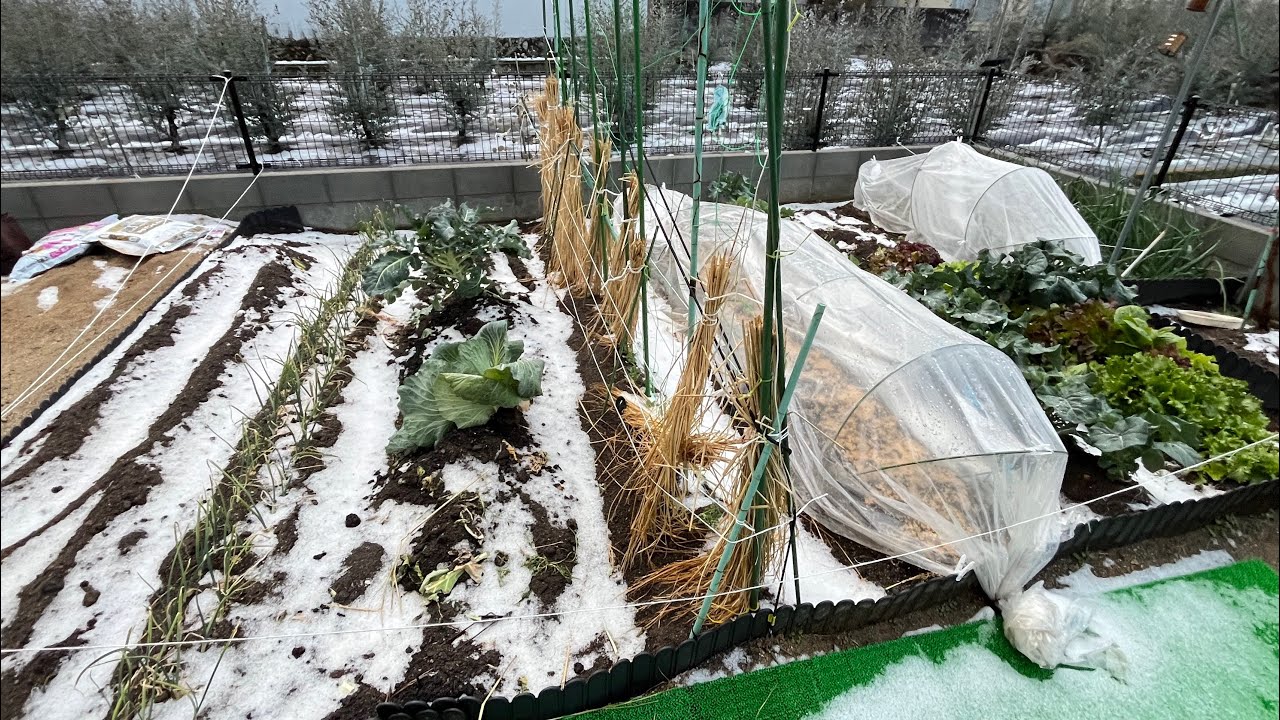 新年快樂，2026年2月16日我自己家庭的菜園#新年快樂 #日本生活 #自己的菜自己種 #家庭菜園 #日本鄉下 #farmer 