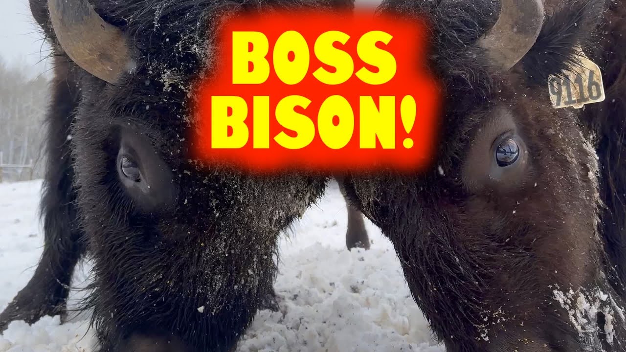 Who's Boss Of These Bison???