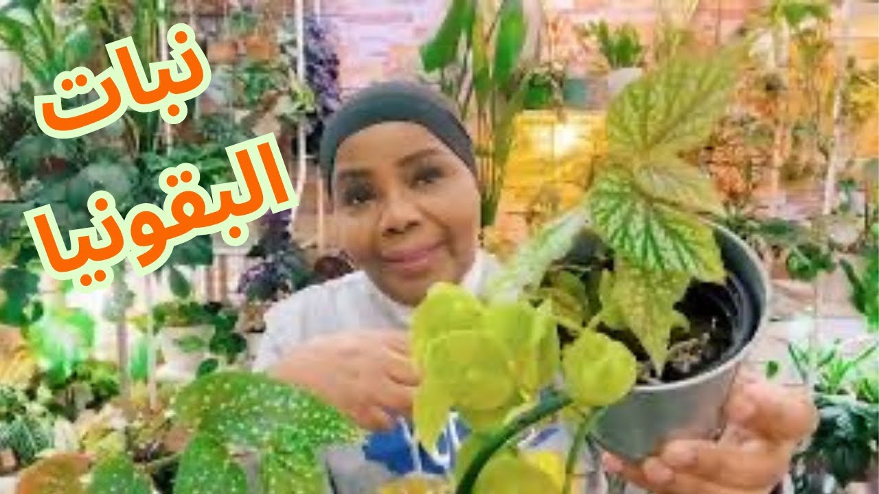 كيف العناية والاهتمام نبات البقونيا | جناح الملائكة