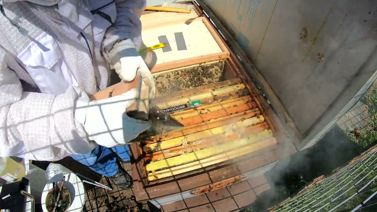 6-17-25 Hive Inspection #89