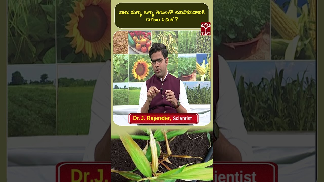 నారు మళ్ళు కుళ్ళు తెగులతో చనిపోవడానికి కారణం ఏమిటి ? | T-SAT