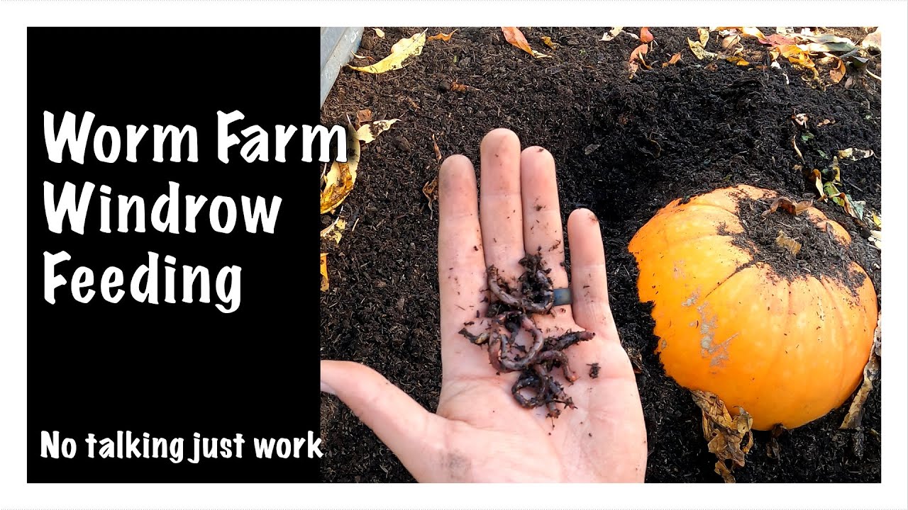 Worm Farm Windrow Feeding - No Talking just WORK