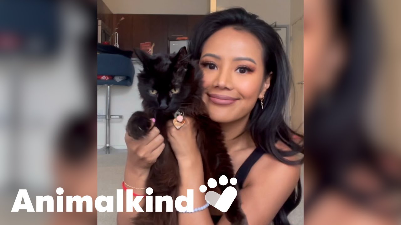 Miracle stray cat becomes cancer-free after finding loving home | Animalkind #goodnews