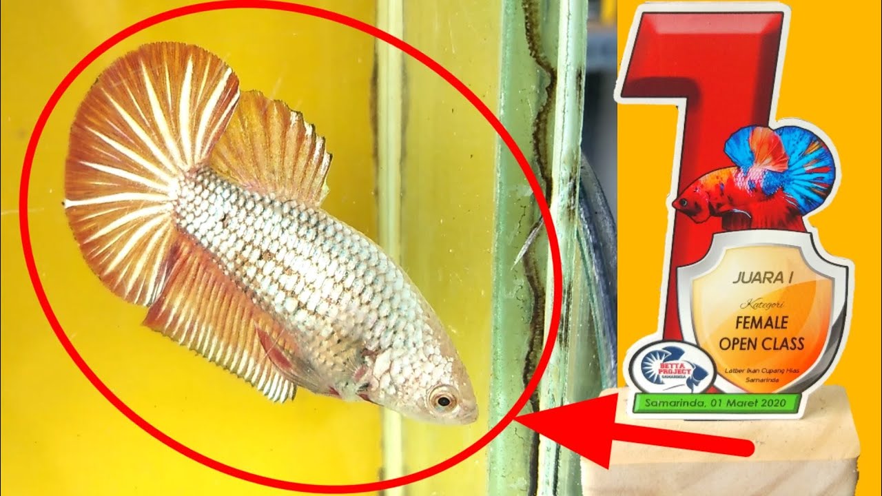 КАК ВЫБРАТЬ СТАНДАРТ ДЛЯ САМОК HMPK BETTA