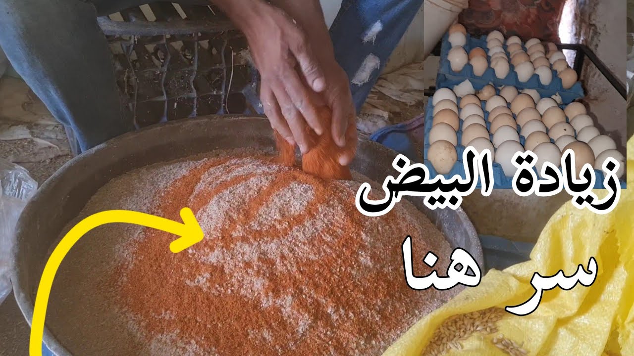 زيادة البيض عند الدجاج البلدي اسباب توقف على البيض