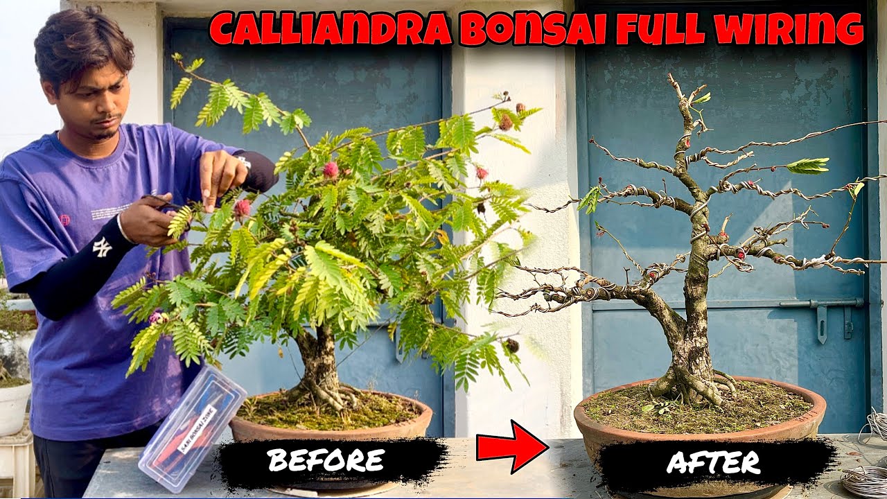Calliandra Bonsai Full Wiring | Bonsai | Sani Bonsai Zone 