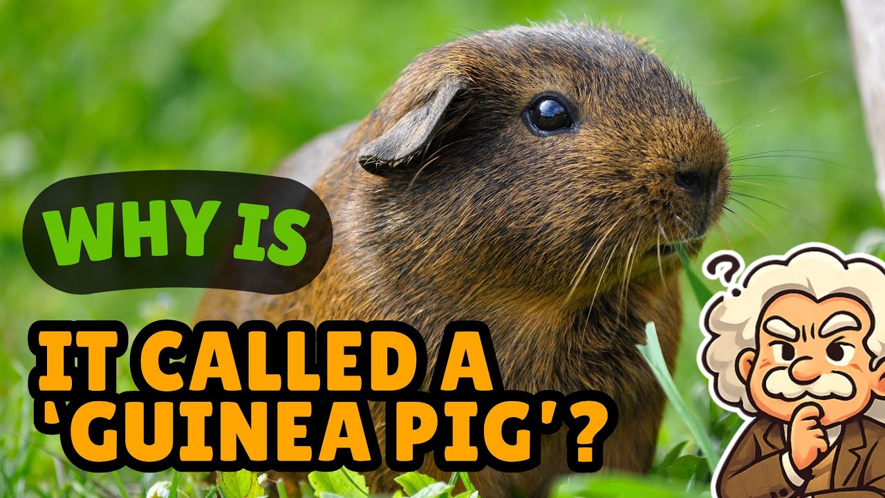 Why Is It Called a 'Guinea Pig'? How a Weird Name Became Official [ID1339]