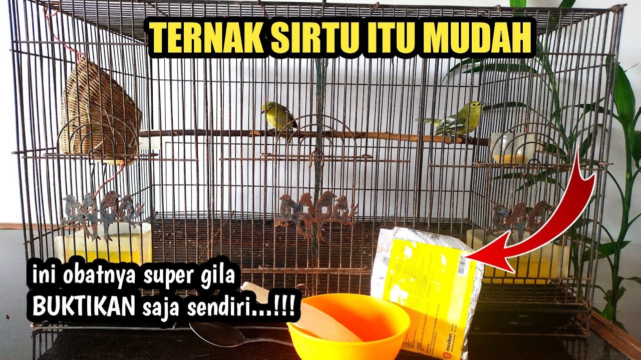 KUPAS TUNTAS TERNAK SIRTU/CIPOH DENGAN KANDANG LOVEBIRD