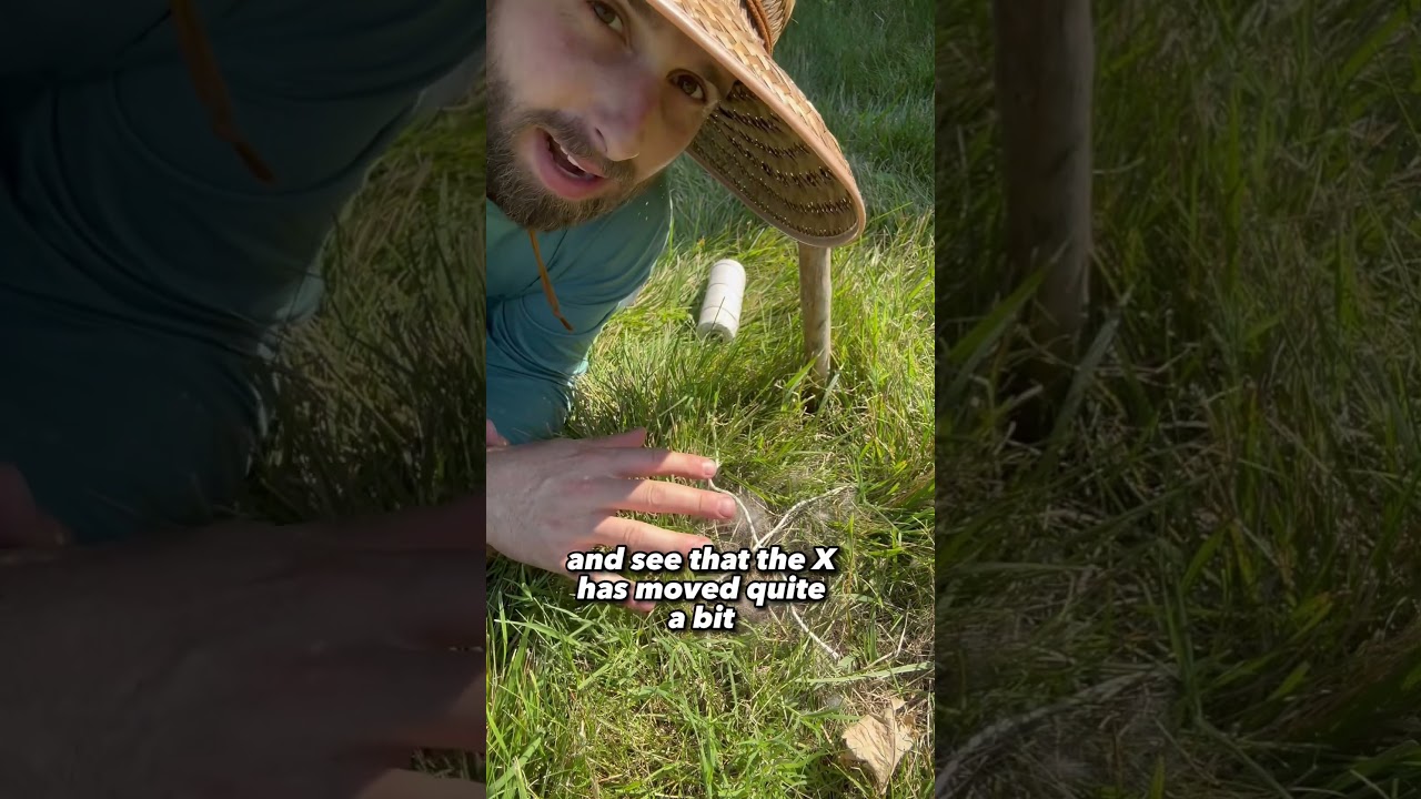 How To Check If Rabbit Is Caring For Nest