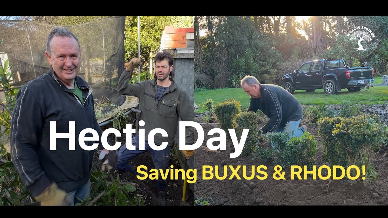 Rescuing Plants at Willow Springs (Buxus and a Rhodo)