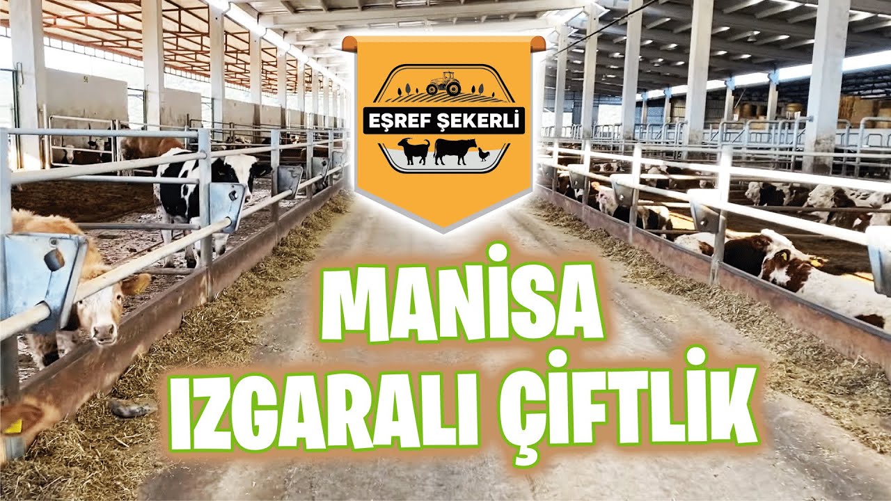 MANİSA IZGARALI ÇİFTLİK HER ŞEY YOLUNDA