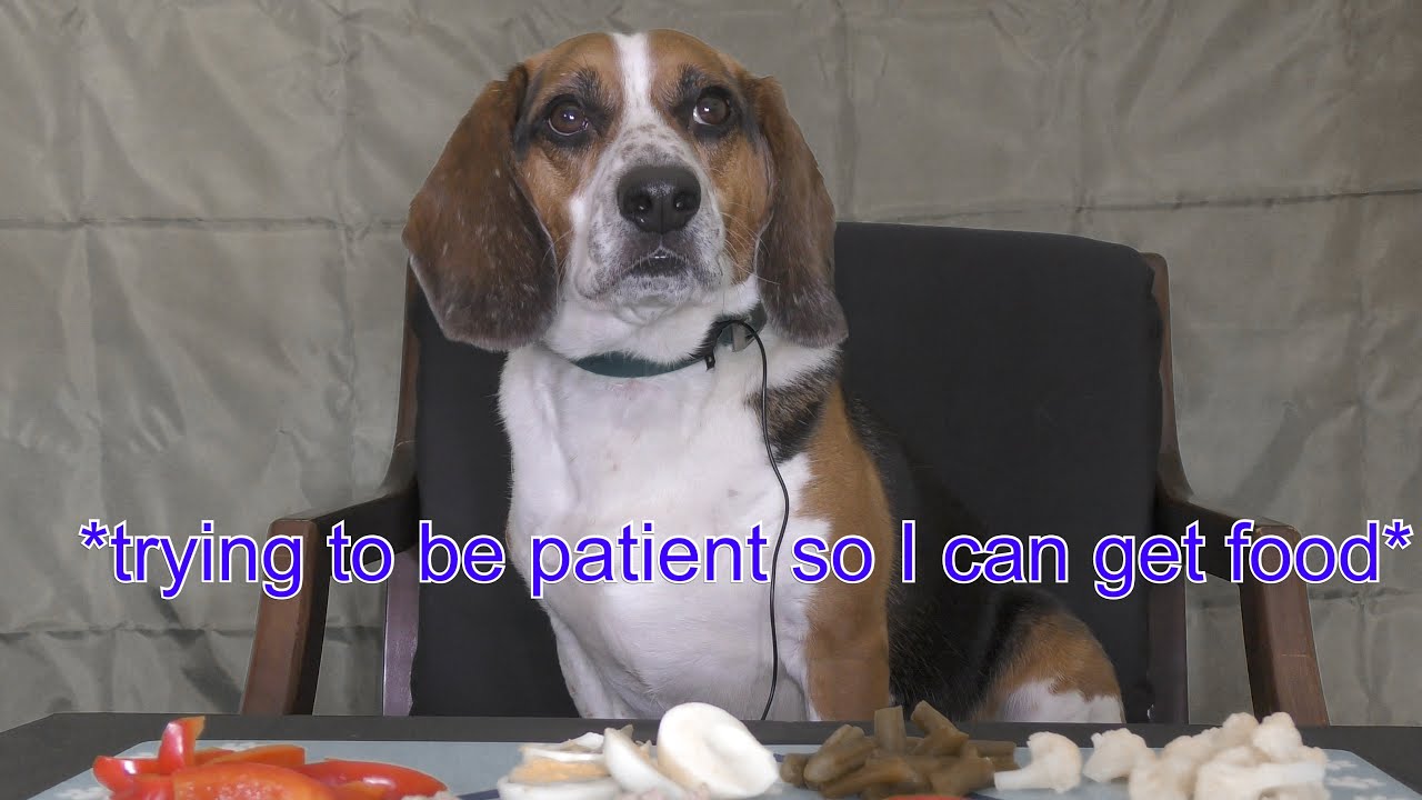Beagle ASMR Mukbang