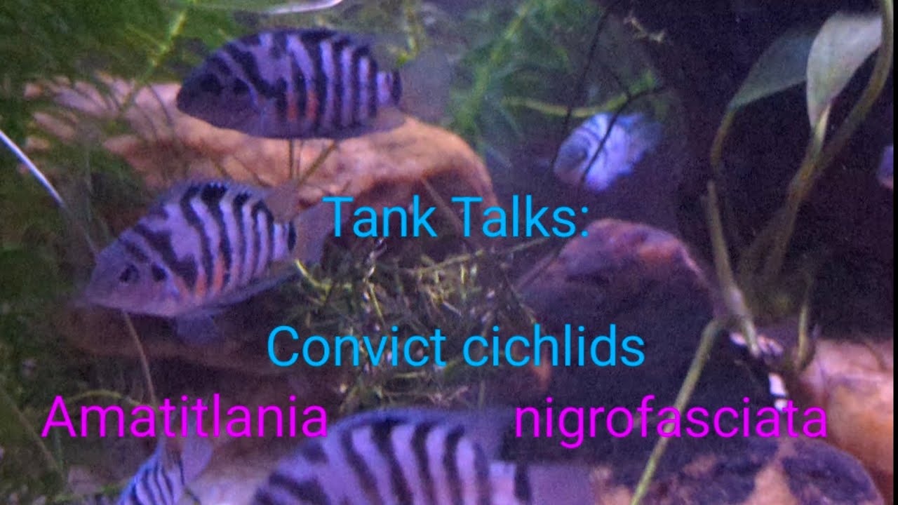 Tank Talks:  Blue Convict Cichlids (Amatitlania nigrofasciata)