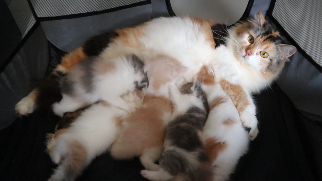 KUCING MELAHIRKAN 5 ANAK KUCING LUCU