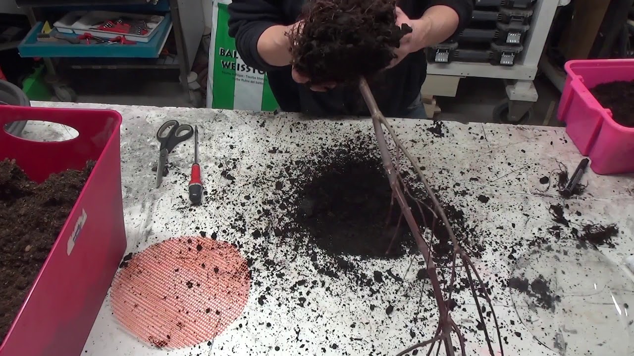 Le meilleur substrat et la meilleur technique pour la culture de petit érables acer