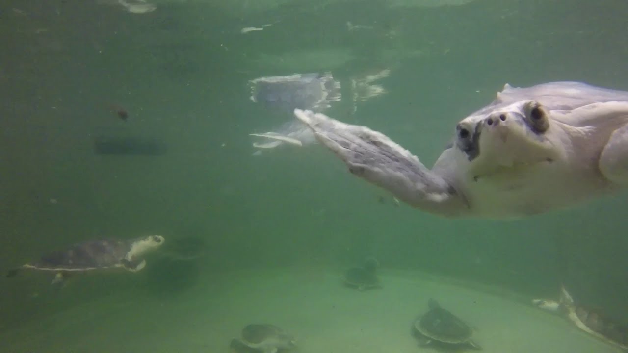 Who is National Marine Life Center?