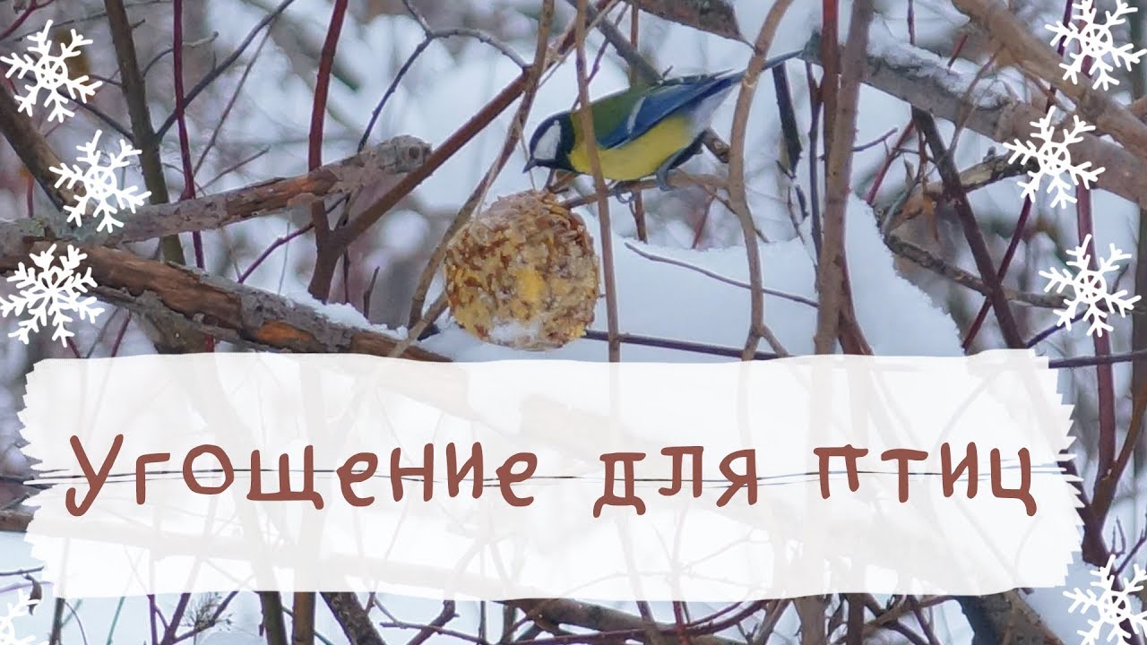 Кормушка из зерна для птиц своими руками