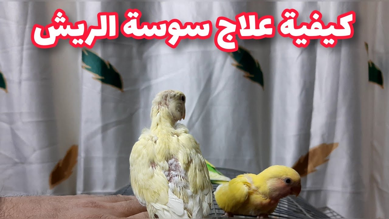 سوسة الريش في طيور الزينه كيف اعالجها