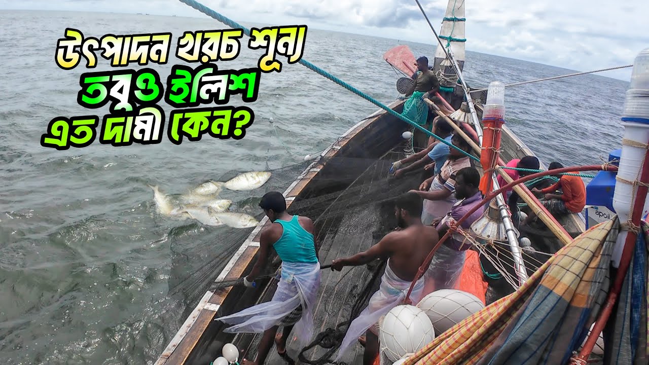 ইলিশের দাম কেন এত বেশি? | Why Hilsha is Expensive In Bangladesh ! Adventure BD