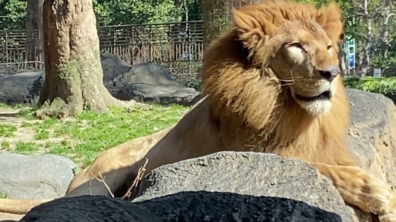 登場した柑太郎❤️人間観察に夢中【とべ動物園ライオン】2026年2月19日